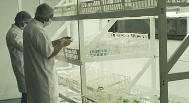 Researchers in plant growth room