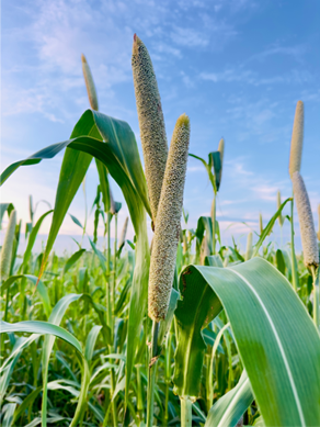 Nutritionally Enriched/
Biofortified Crops