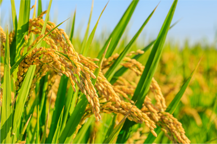Field Crops