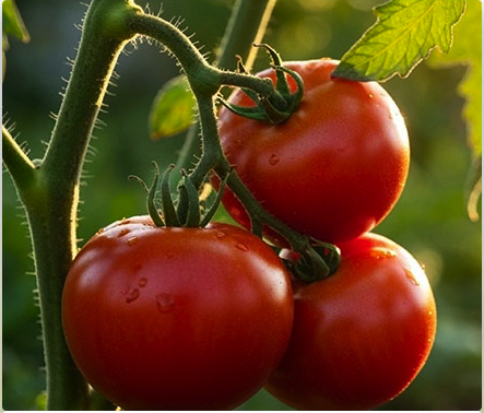 Vegetable Seeds